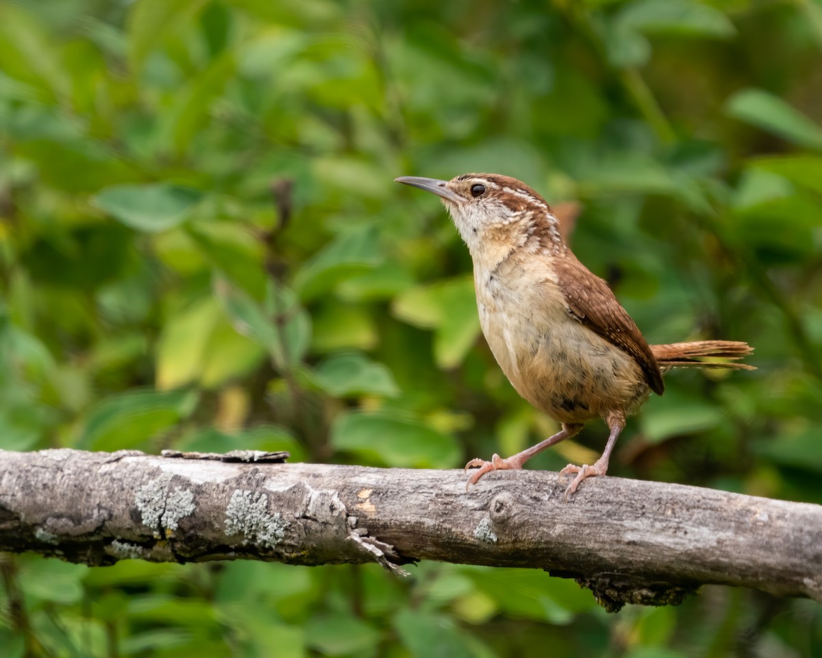 Carolina Wren - ML477625031