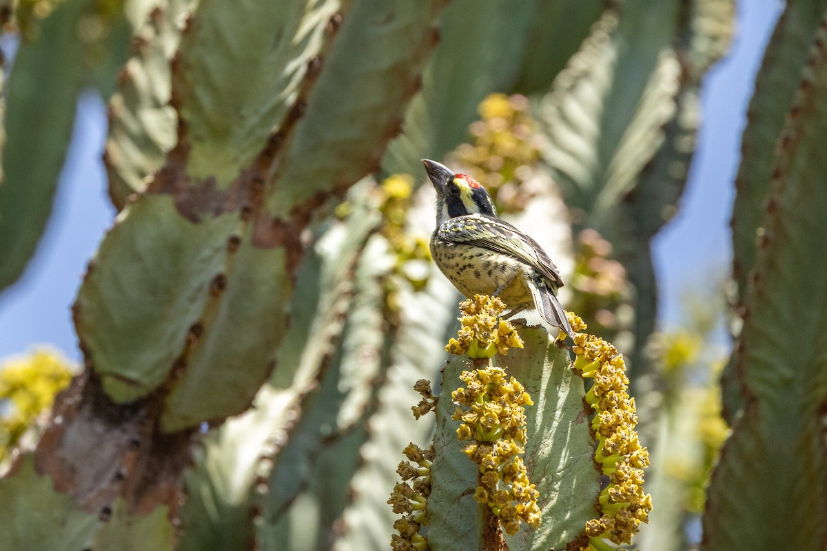diademskjeggfugl - ML477625981