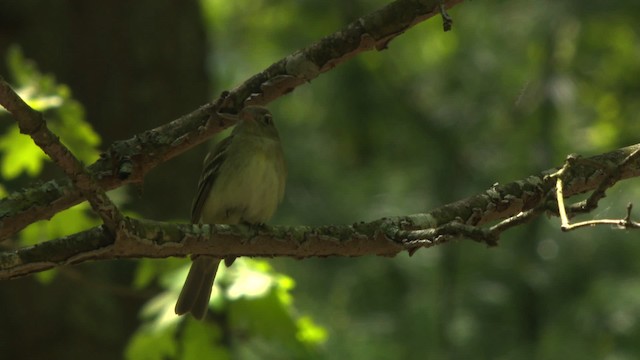 Buchenschnäppertyrann - ML477626