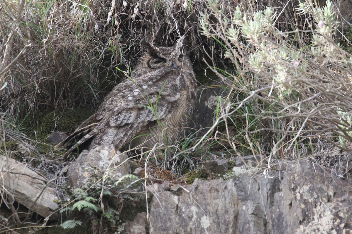 Arabian Eagle-Owl - ML477626311