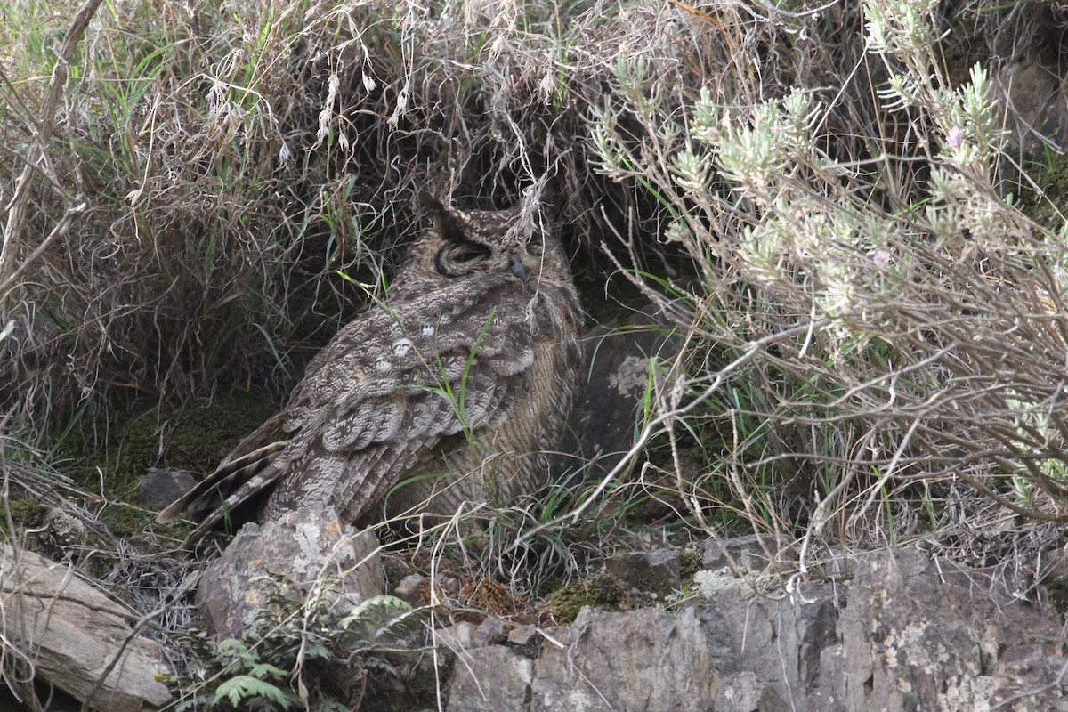 Arabian Eagle-Owl - ML477626321