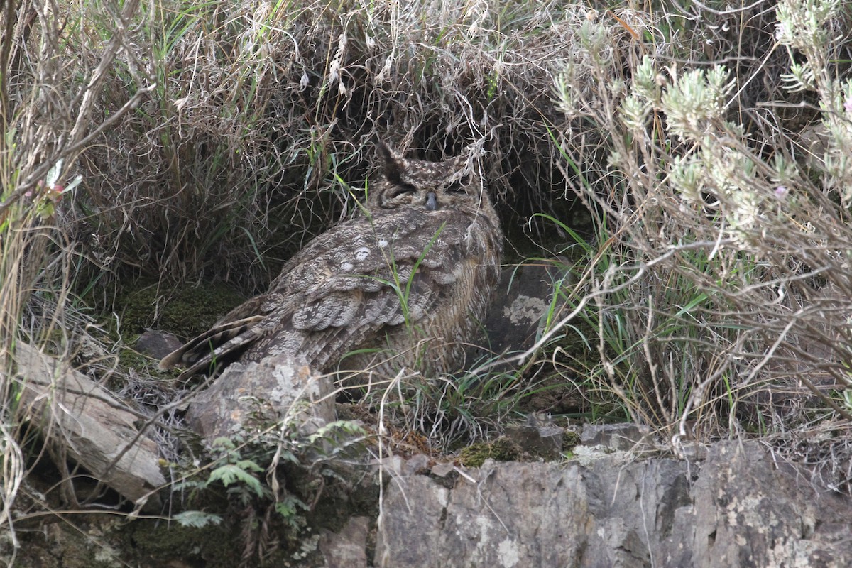 Arabian Eagle-Owl - ML477626331