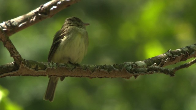 Acadian Flycatcher - ML477627