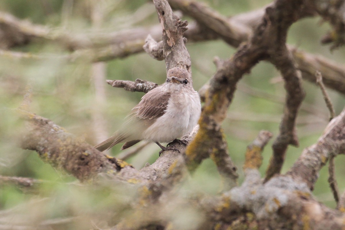 Gambaga Flycatcher - ML477627431