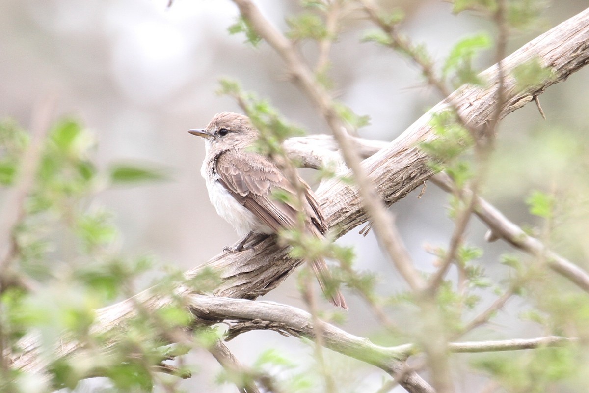 Gambaga Flycatcher - ML477627441