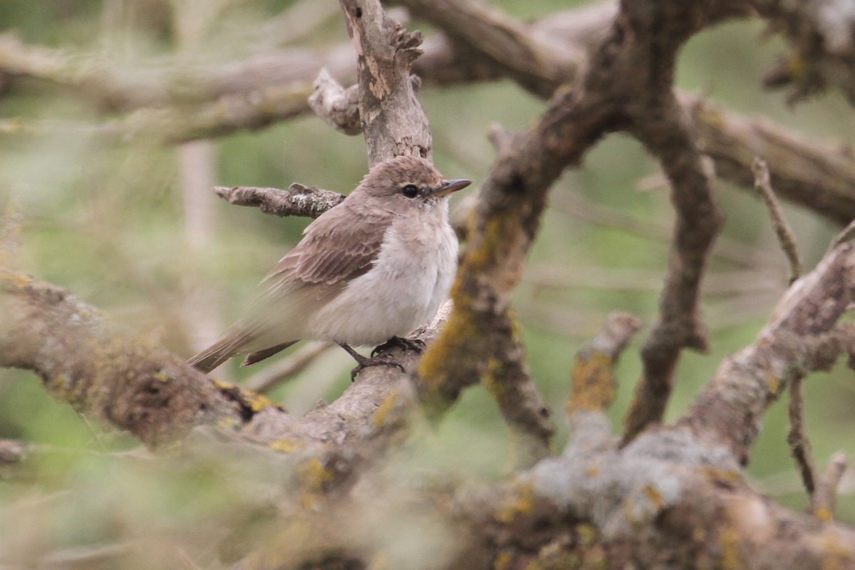 Gambaga Flycatcher - ML477627451