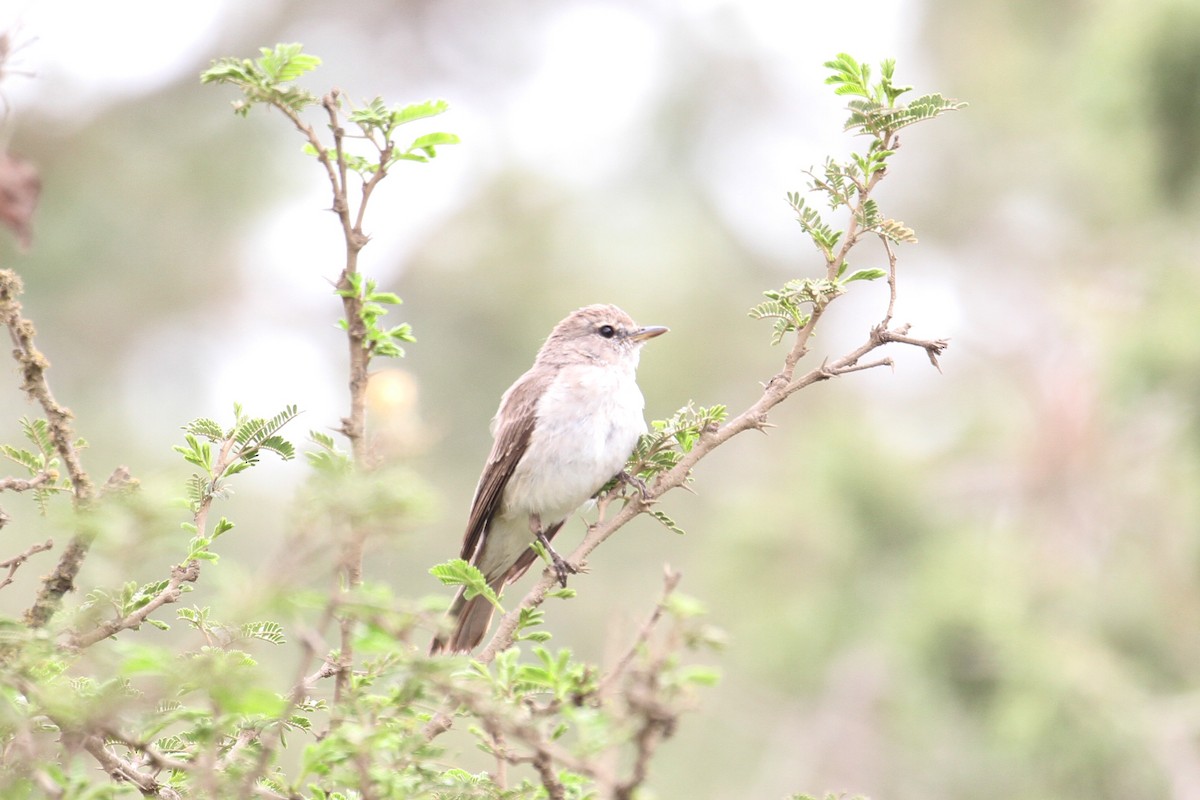 Gambaga Flycatcher - ML477627461