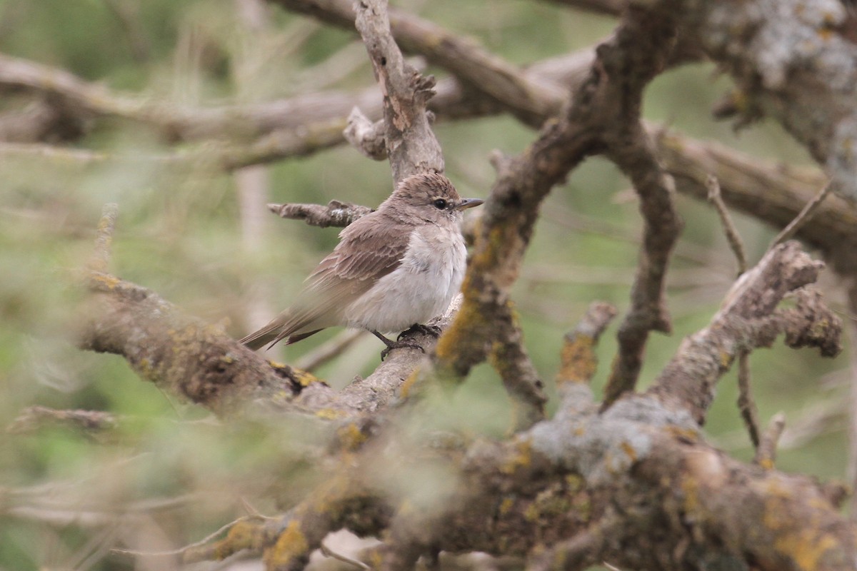 Gambaga Flycatcher - ML477627471