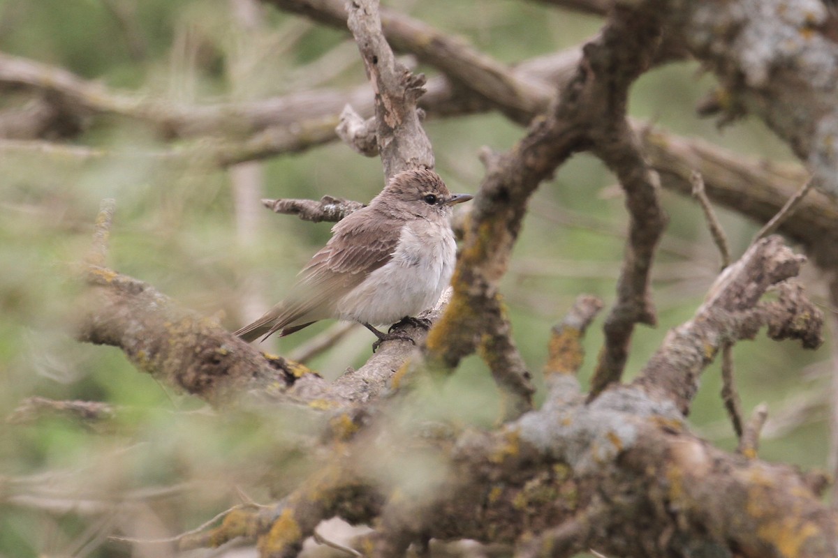 Gambaga Flycatcher - ML477627471