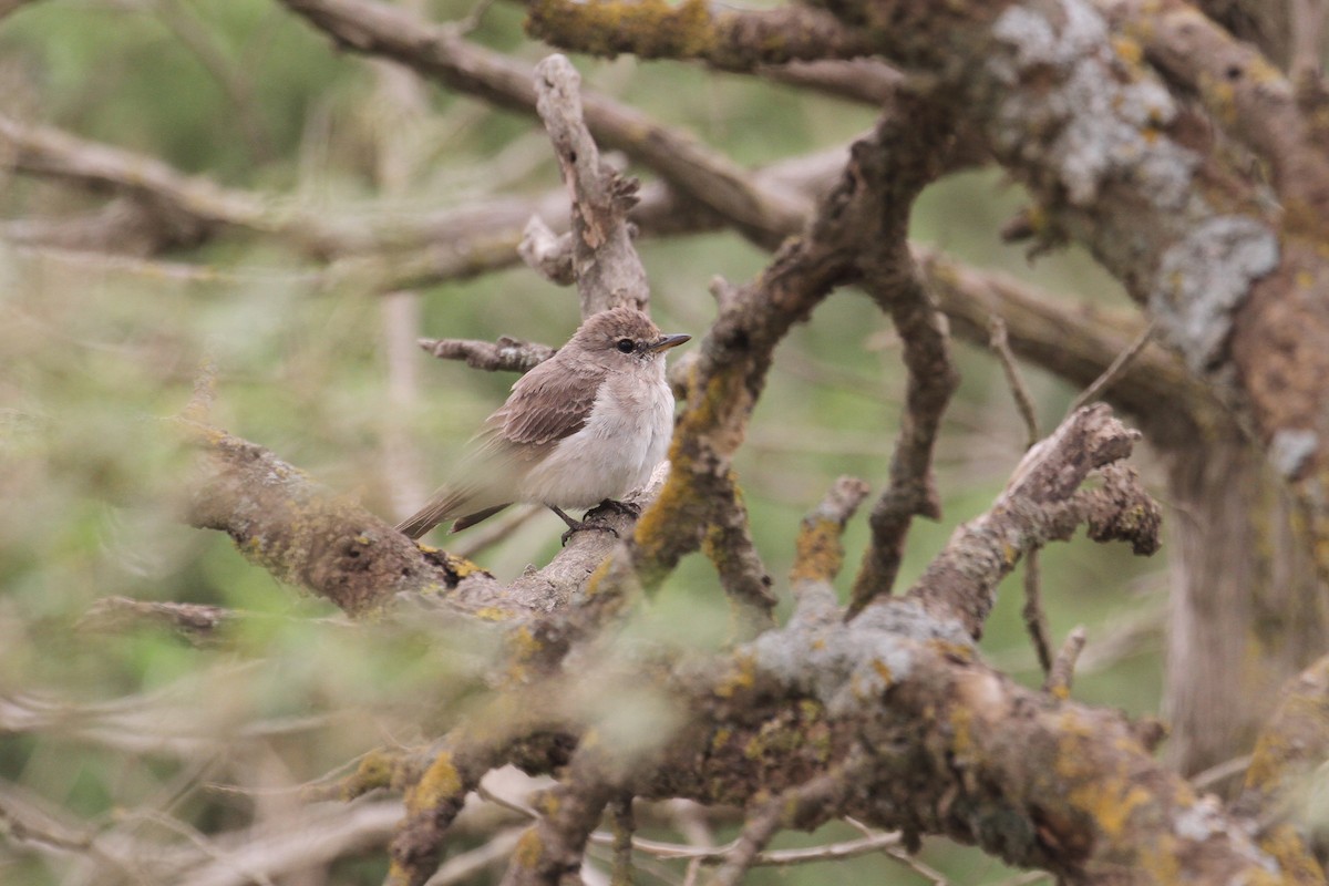 Gambaga Flycatcher - ML477627481