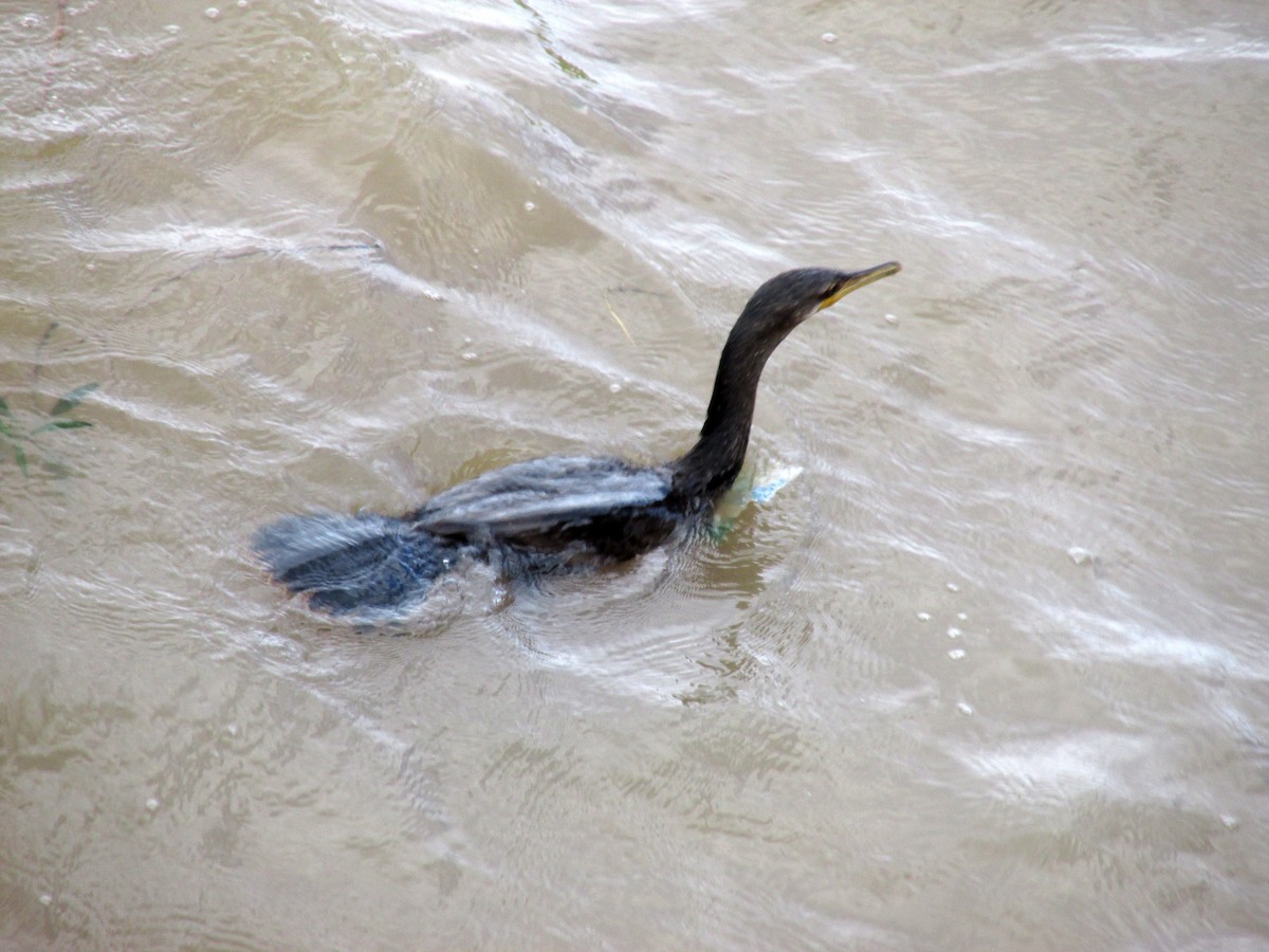 Neotropic Cormorant - ML47762771