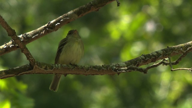 Moucherolle vert - ML477628