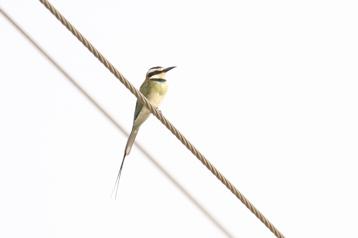 White-throated Bee-eater - Oscar Campbell
