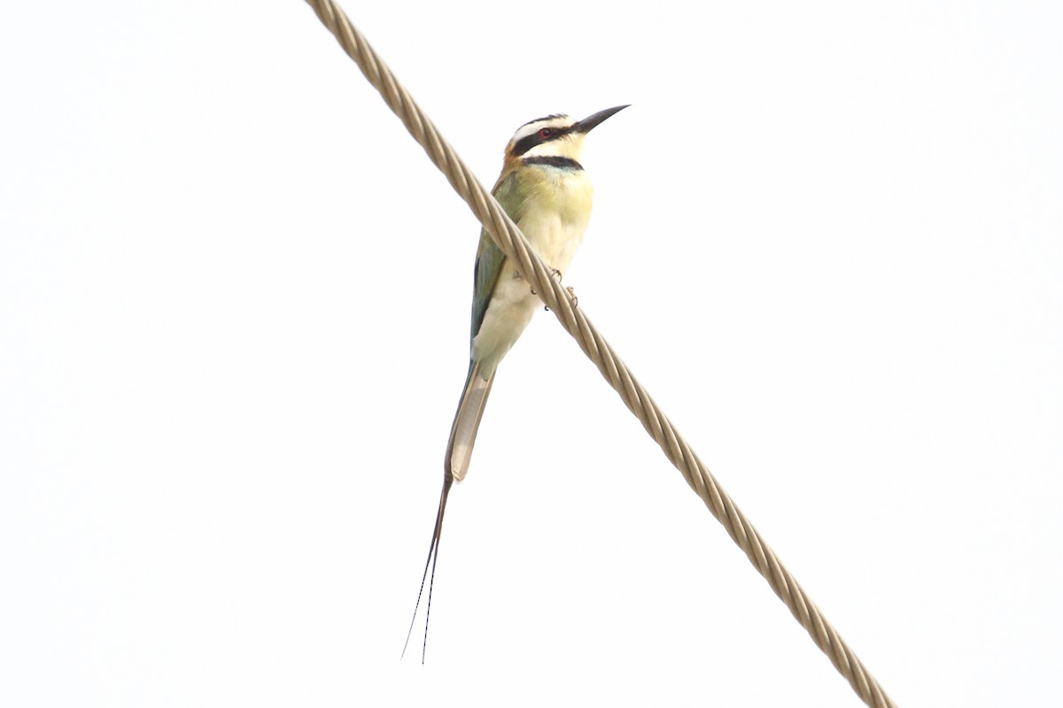 White-throated Bee-eater - Oscar Campbell