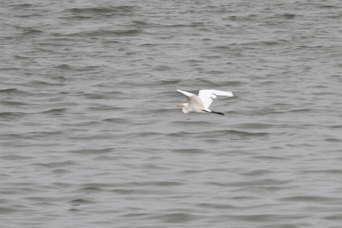 Yellow-billed/Medium Egret - ML477629751