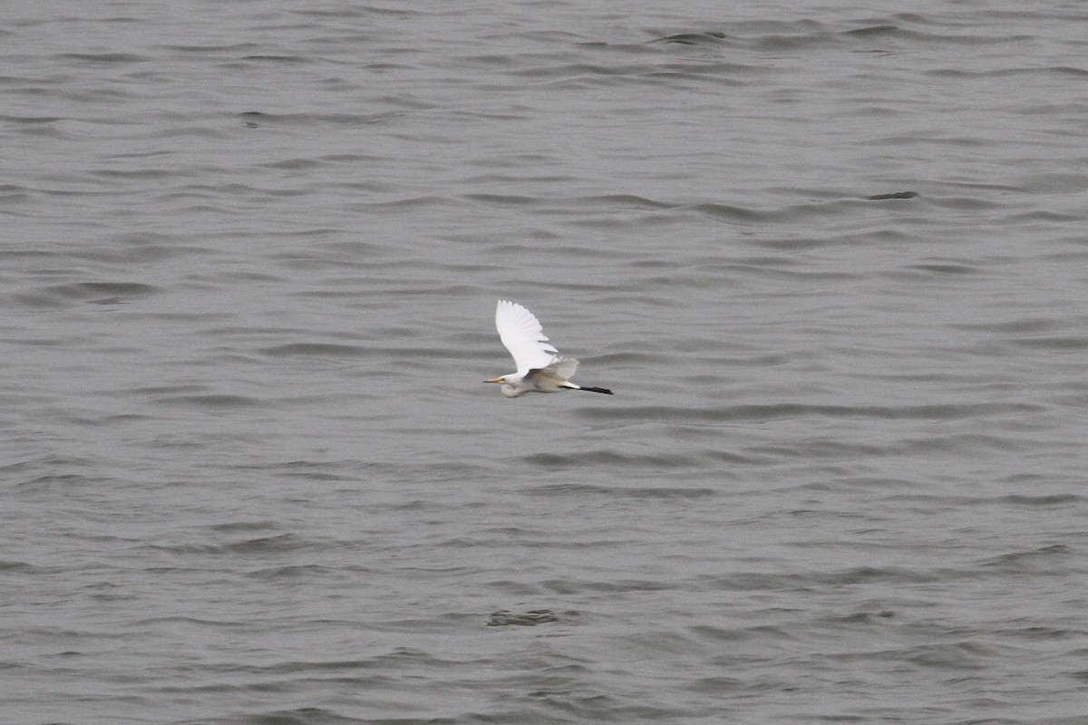 Yellow-billed/Medium Egret - ML477629761