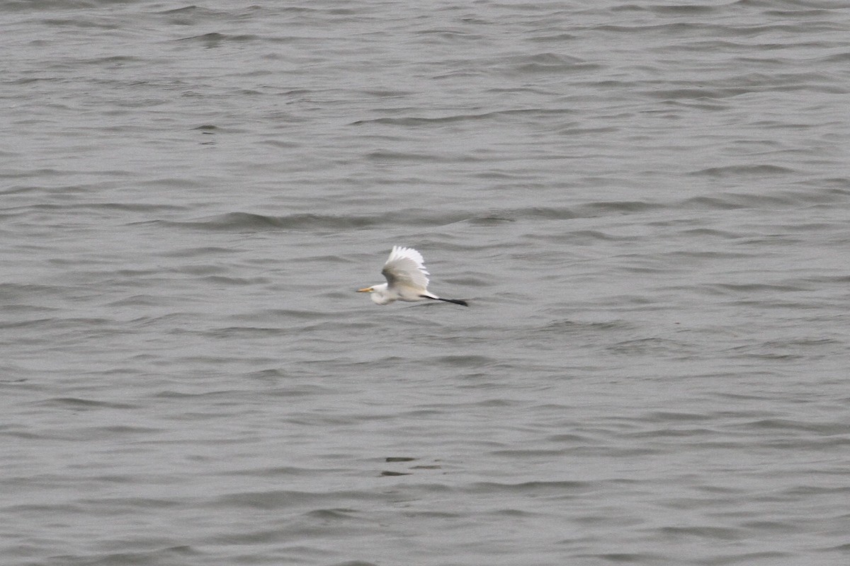 Yellow-billed/Medium Egret - ML477629771