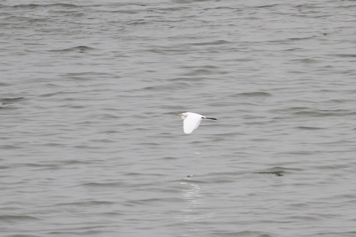 Yellow-billed/Medium Egret - ML477629781