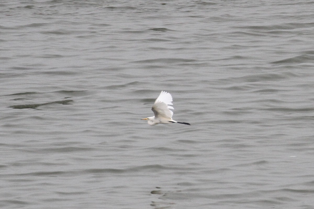 Yellow-billed/Medium Egret - ML477629791