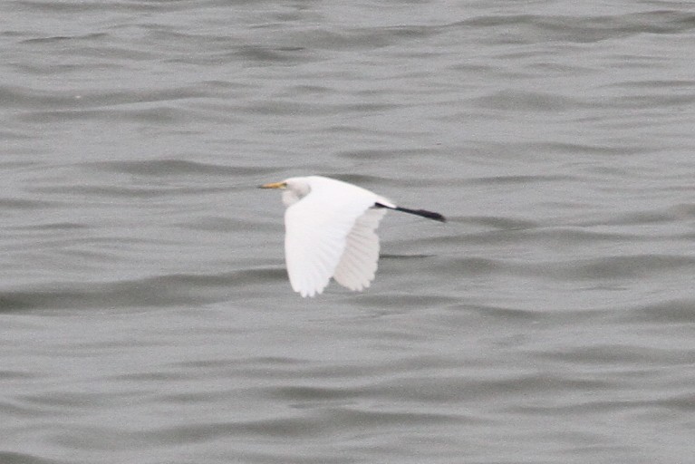 Yellow-billed/Medium Egret - ML477629801