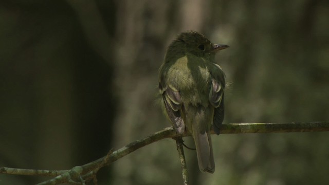 Buchenschnäppertyrann - ML477630