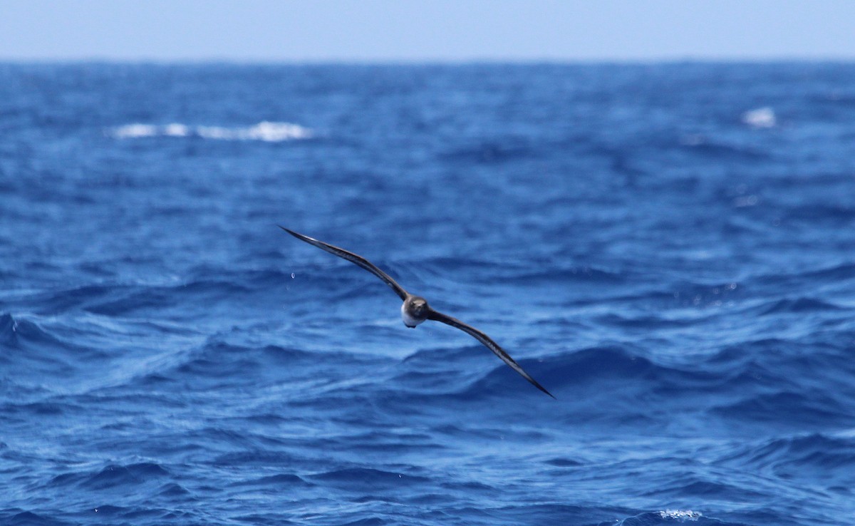 Trindade Petrel - ML477630301