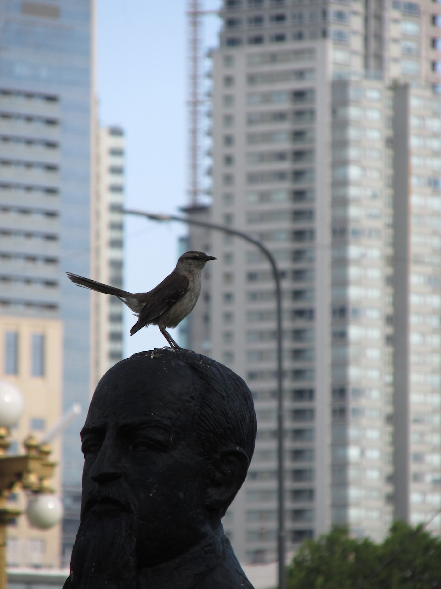 Chalk-browed Mockingbird - ML47763131