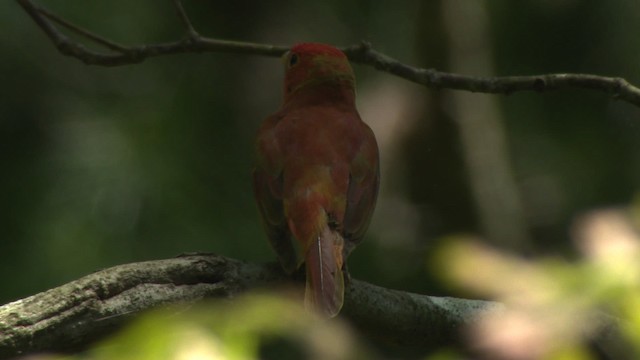 Summer Tanager - ML477632