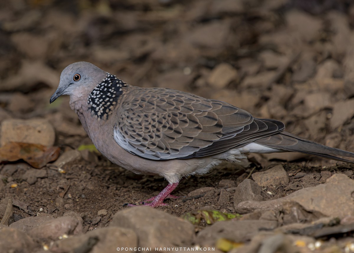 Spotted Dove - ML477632151