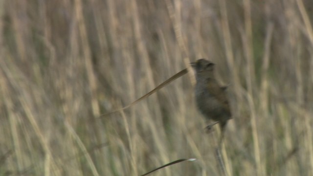 Seaside Sparrow - ML477633