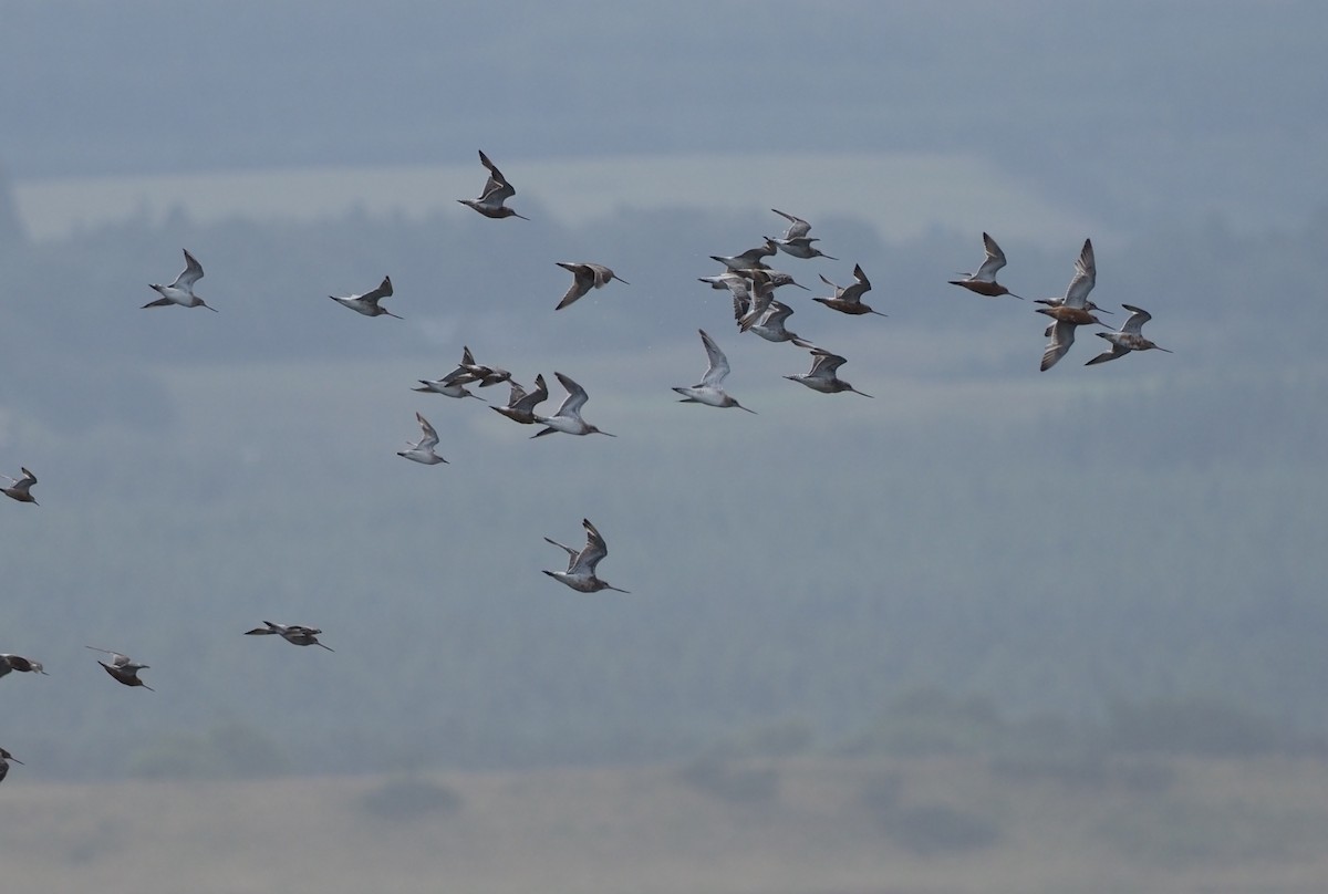 Bar-tailed Godwit (European) - ML477634451