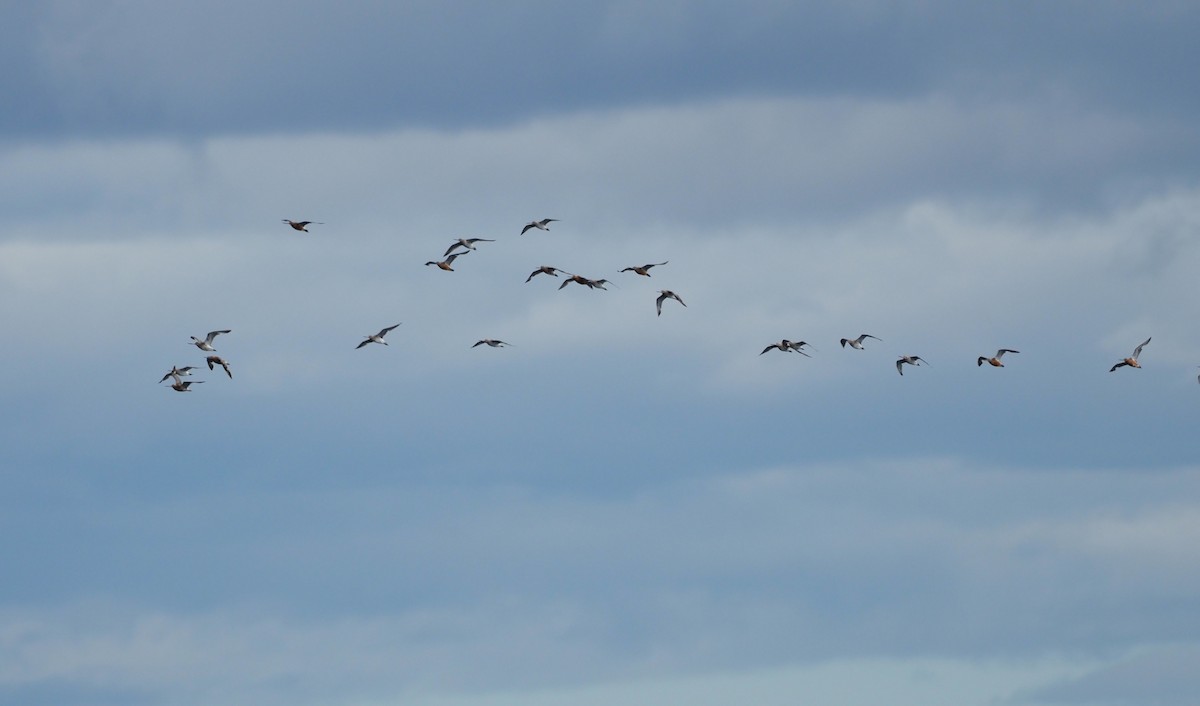 Bar-tailed Godwit (European) - ML477634471