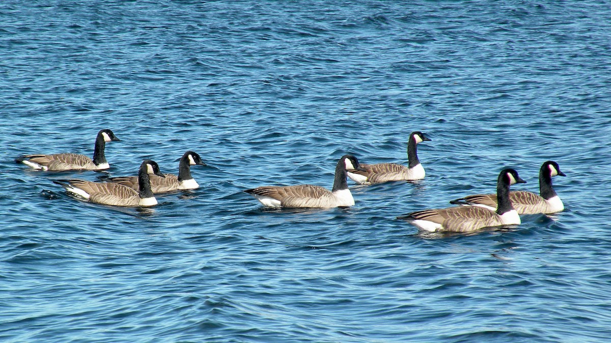 Canada Goose - ML477634741