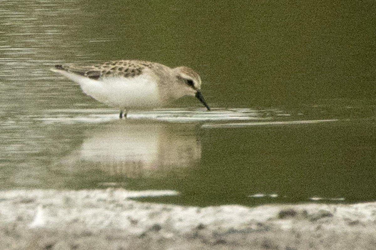 Semipalmated Sandpiper - ML477634921