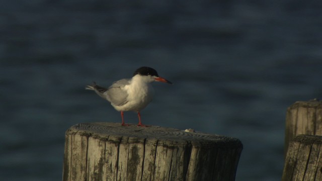 Forster's Tern - ML477635