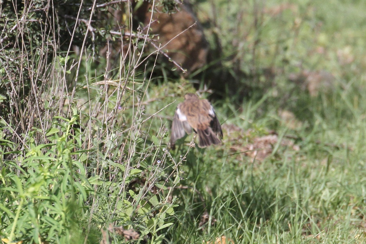 African Stonechat - Oscar Campbell