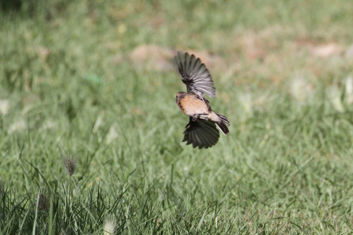 African Stonechat - Oscar Campbell