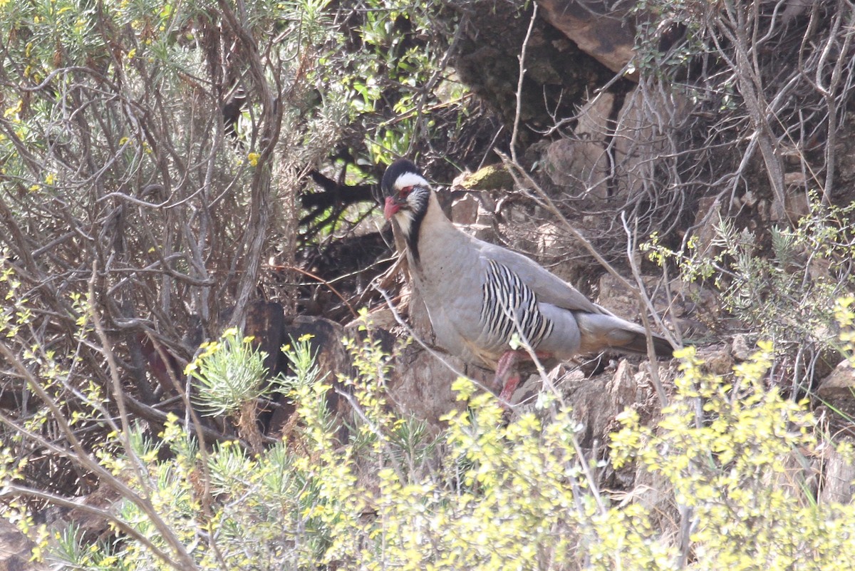 Arabian Partridge - ML477636221