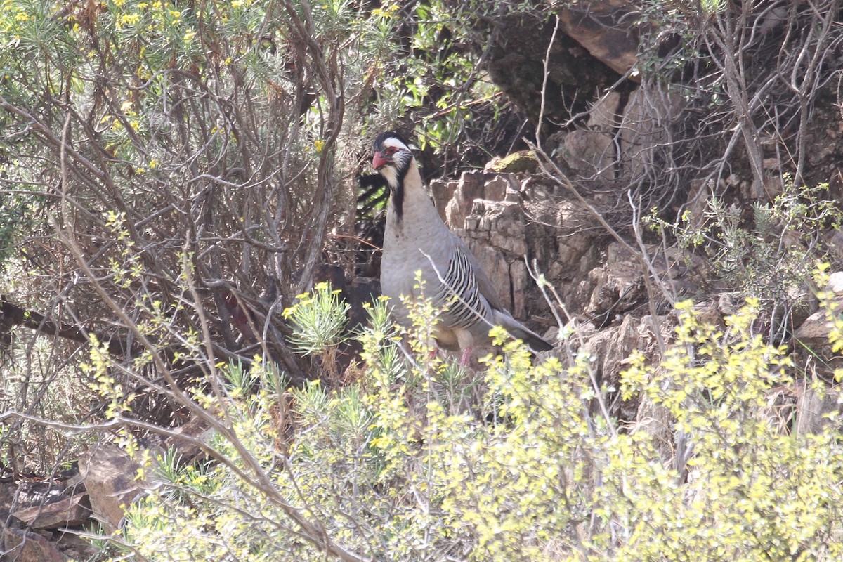 Arabian Partridge - ML477636231