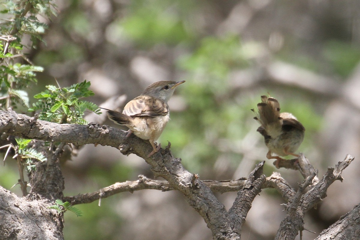 Graceful Prinia - ML477636621