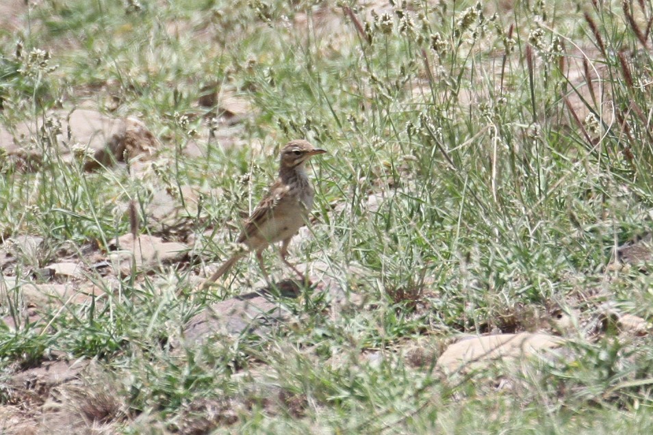 African Pipit - ML477636701