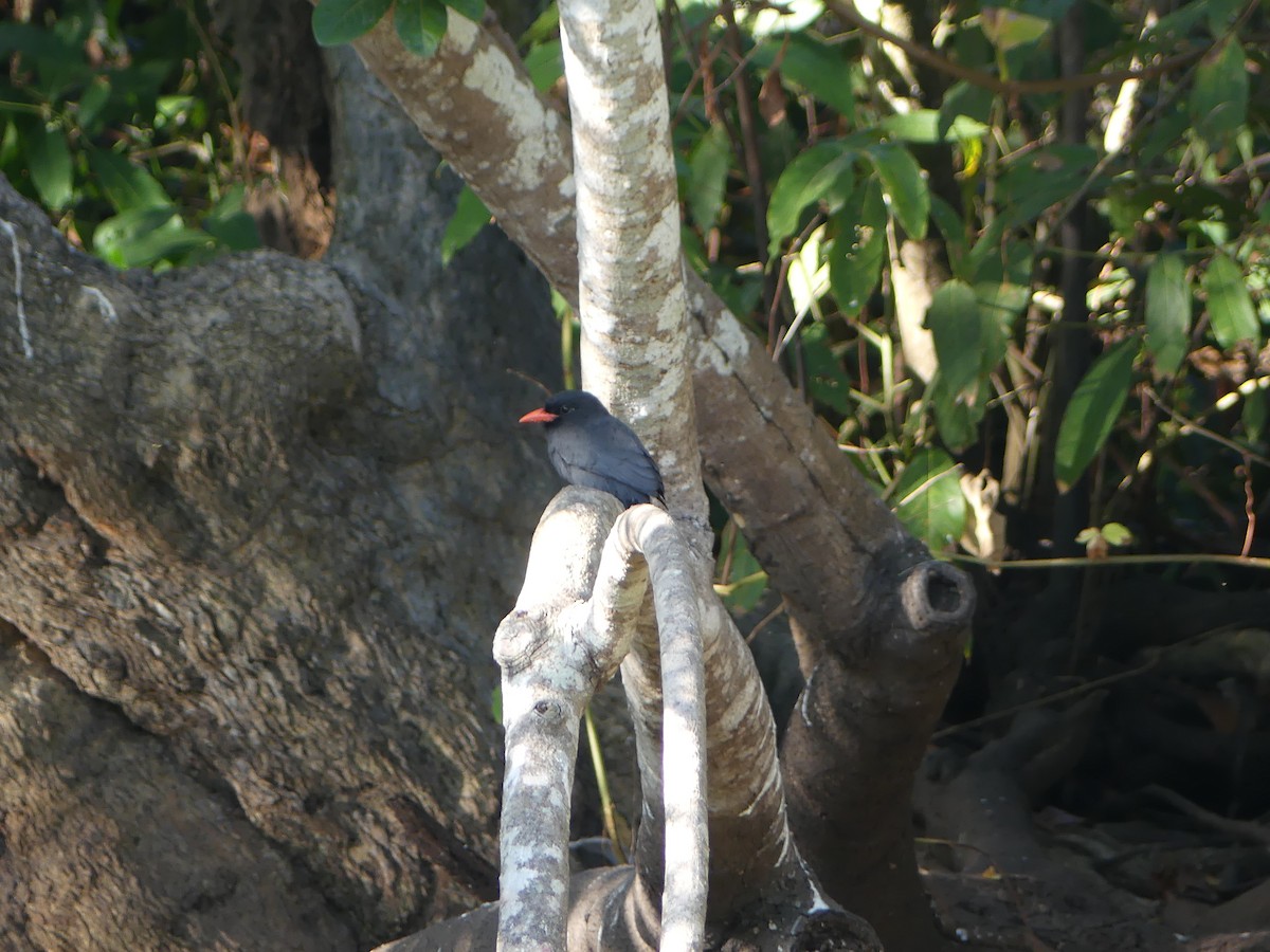 Black-fronted Nunbird - Simon  Allen