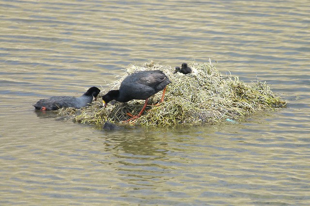 Giant Coot - ML47764021
