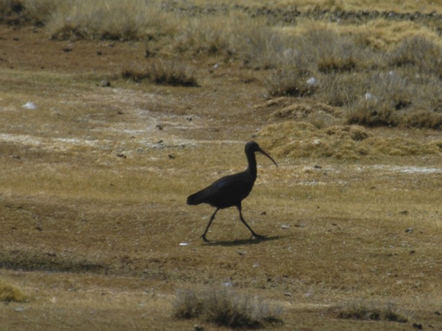 ibis andský - ML47764061