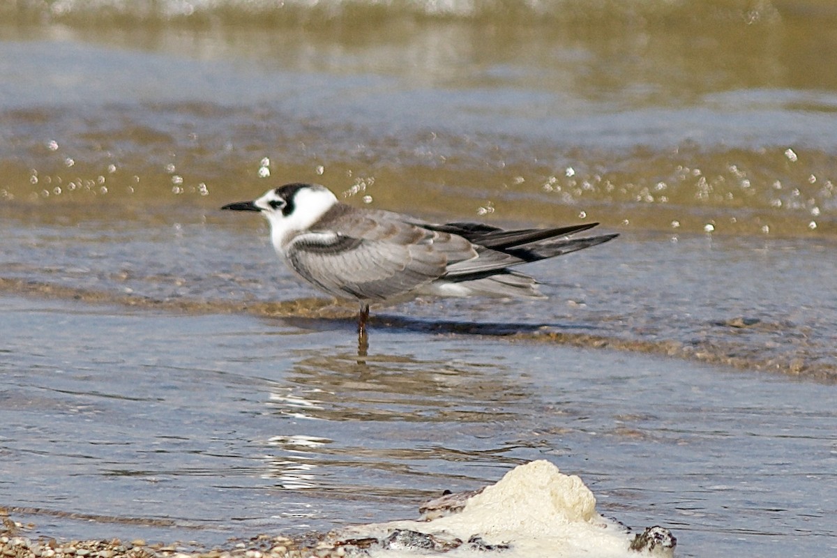 Black Tern - ML477641251