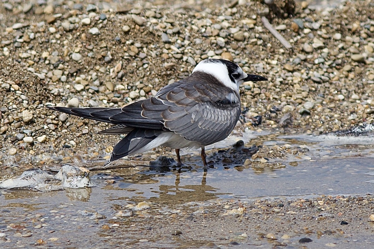 Black Tern - ML477641261