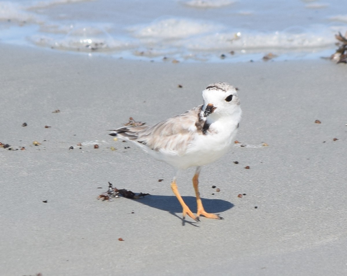 Piping Plover - ML477642471