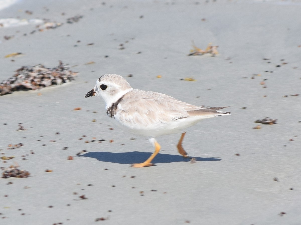 Piping Plover - ML477642481