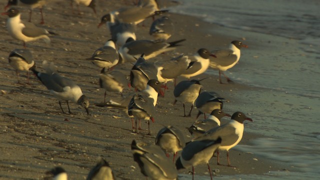 Laughing Gull - ML477644