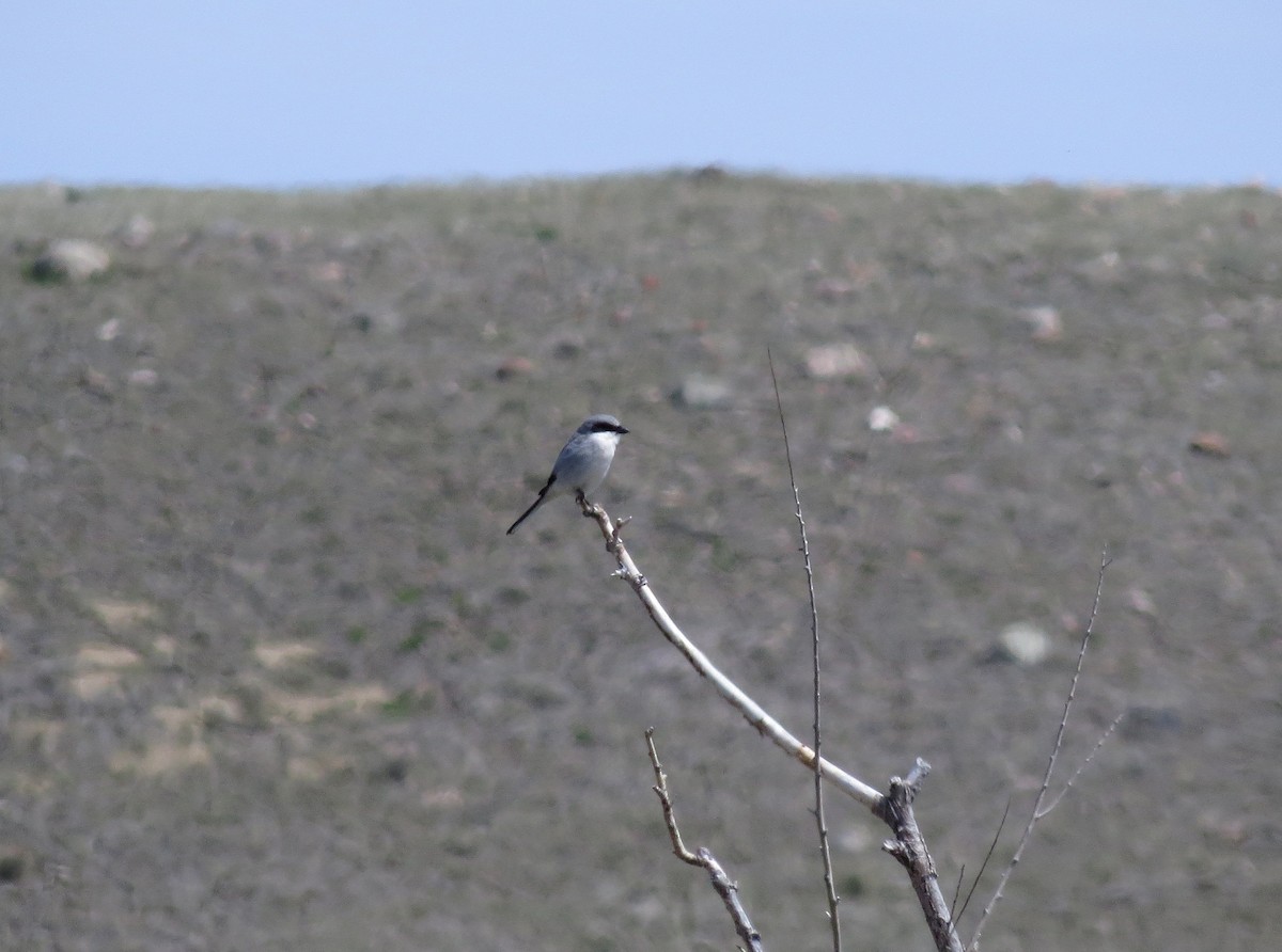 Loggerhead Shrike - ML477644681